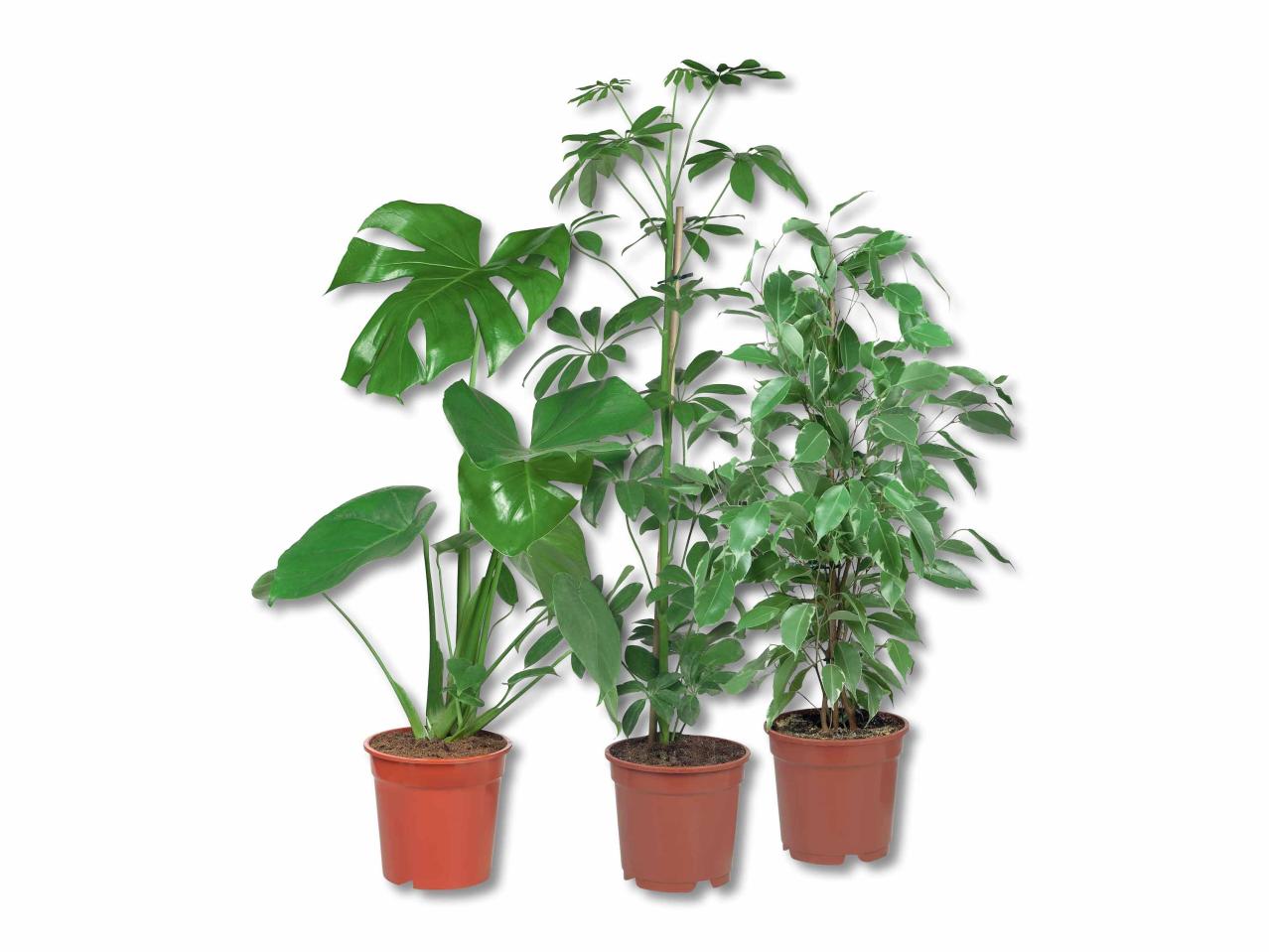 Plante verte