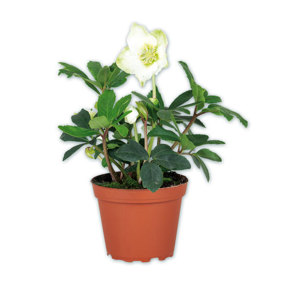 Christrose "Helleborus"