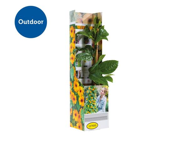 Thunbergia