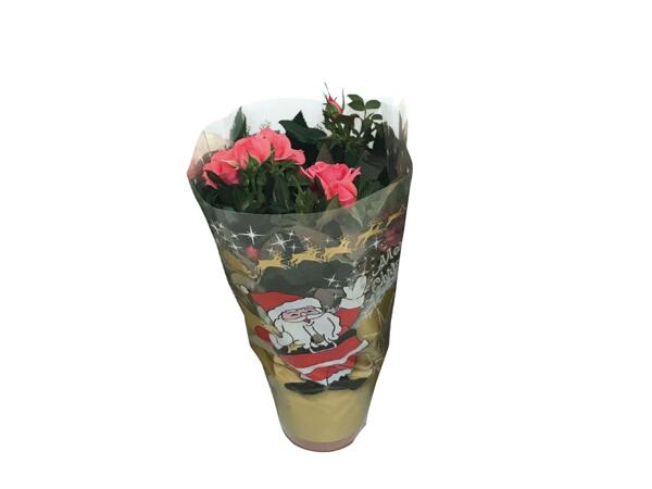 Mini Rose