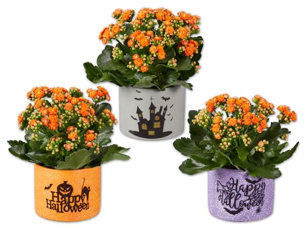 Kalanchoe im Halloween-Betontopf