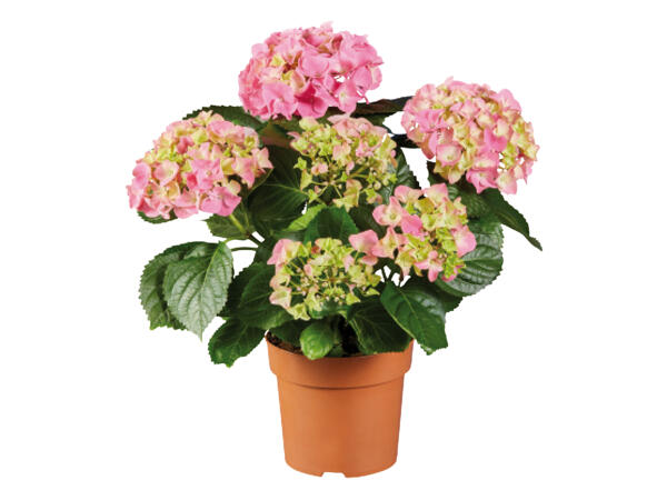 Hydrangea