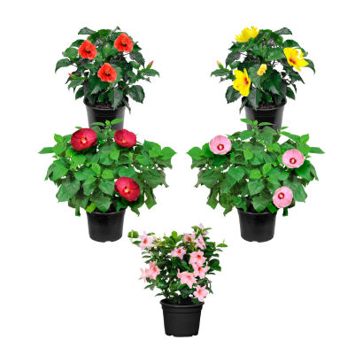 Hibiscus eller dipladenia