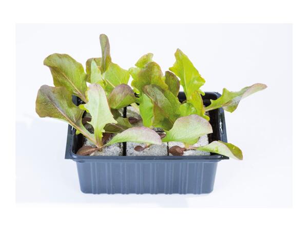 British Young Vegetable Plants
