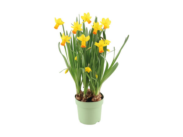 Løgplanter