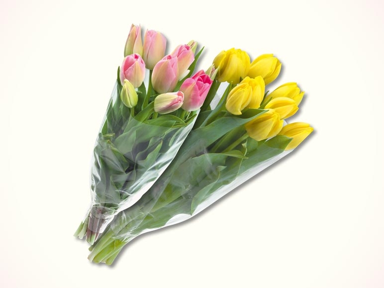 Tulpen (tous les jours)