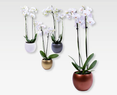Phalaenopsis