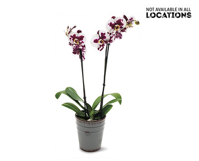 5" Easy Orchid Assorted Colors