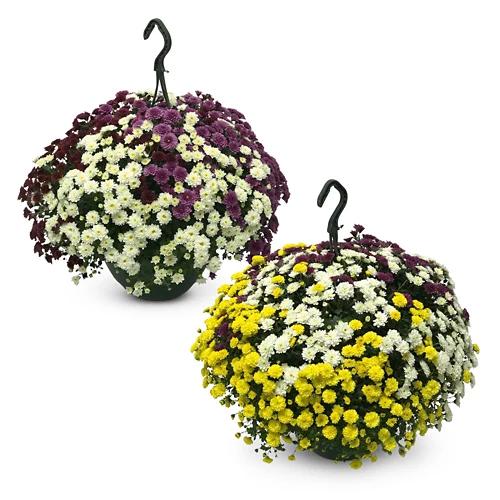 Chrysanthemen Ampel*