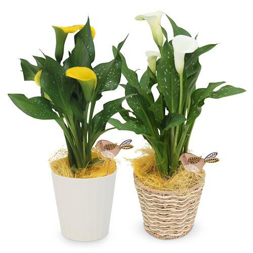 Calla in coprivaso