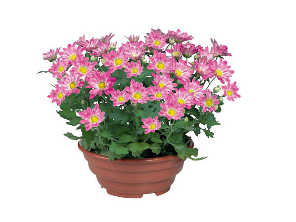 Chrysanthème en pot