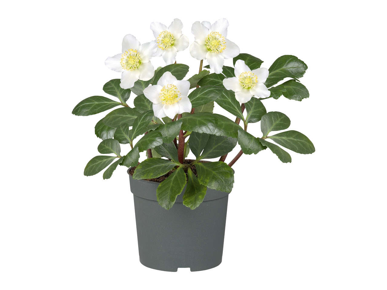Roses de Noël (hellébore blanc)