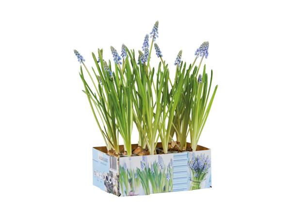 Blomstrende løgplanter i bakke