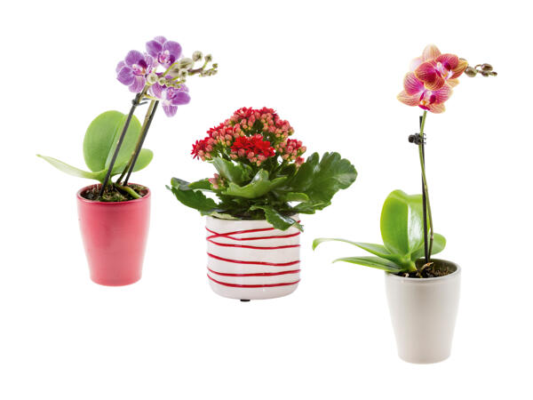 Mini piante fiorite in vaso di ceramica