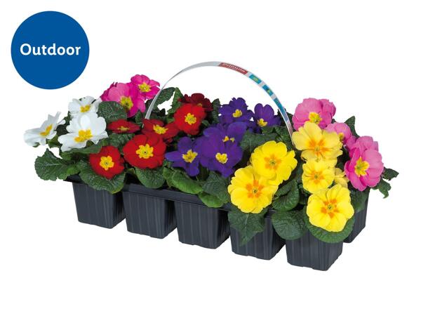 Primroses
