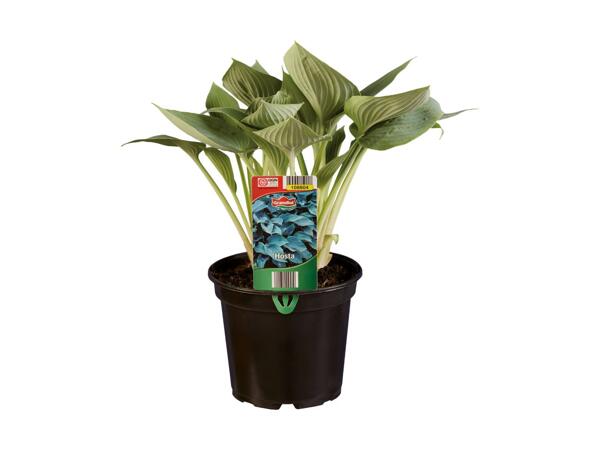 Hosta
