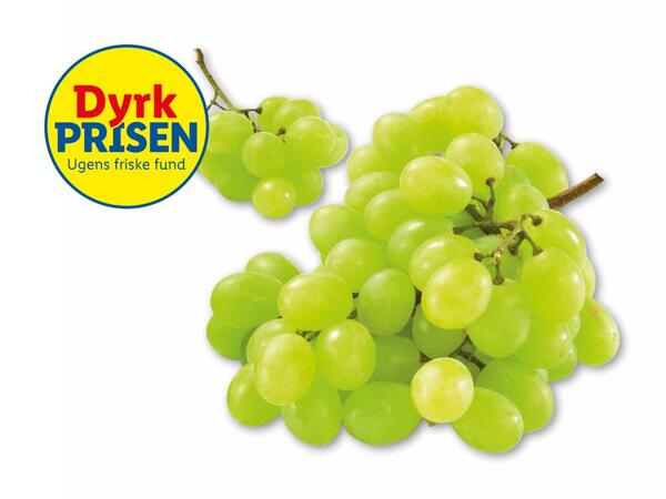 Grønne stenfri vindruer