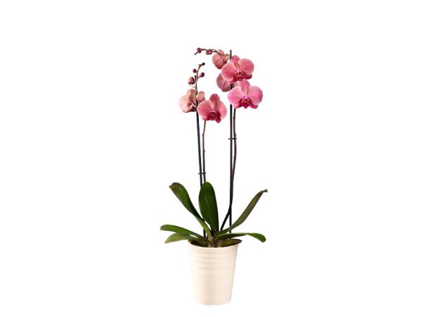 Phalaenopsis 2 Stems