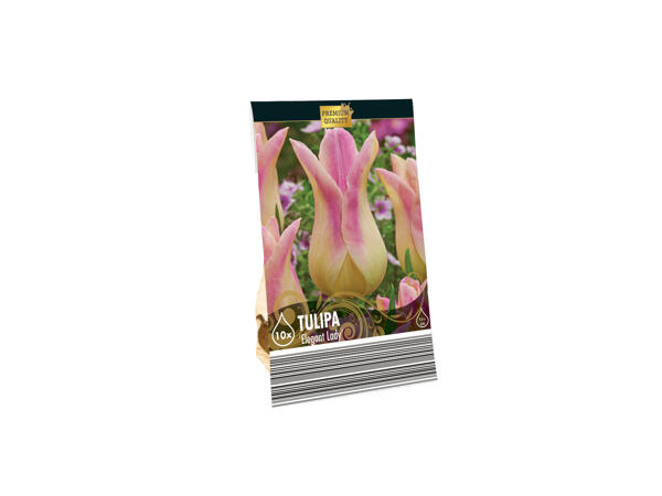 Blumenzwiebeln Premium