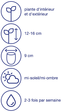 Primevères, 4 pcs