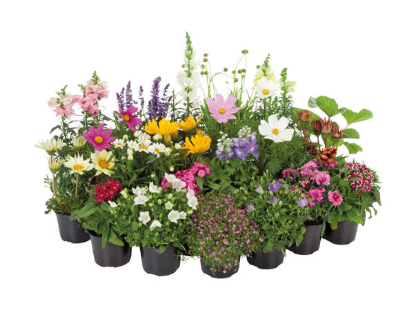 Assorted Perennials