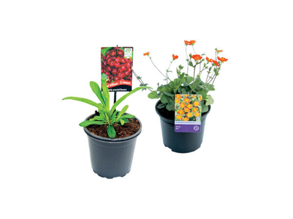 Geum