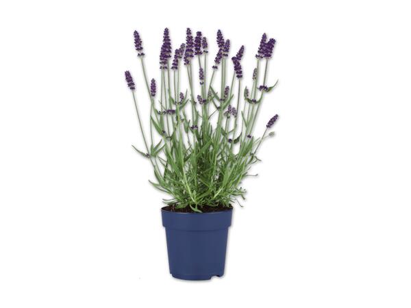 Lavendel angustifolia