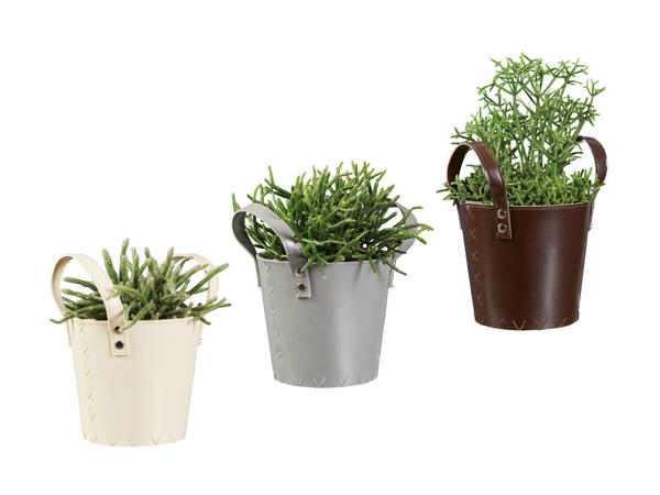 Rhipsalis dans un pot en cuir