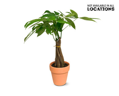 5" Money Tree