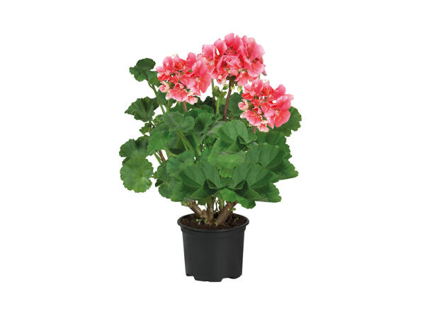 Upright Geranium