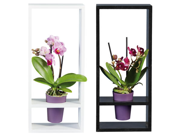 Orchidee im Holzrahmen
