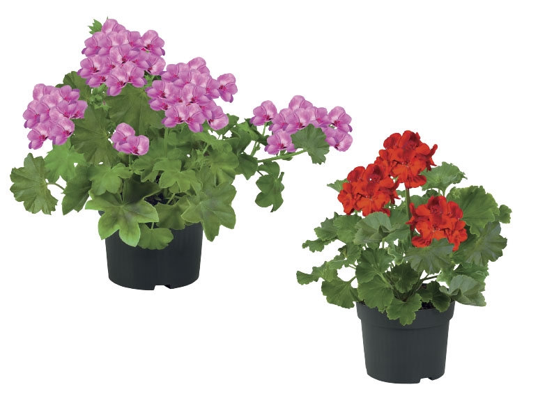 Trailling or Upright Geranium
