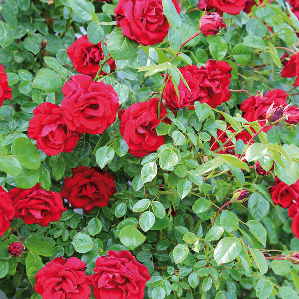 Hochstamm Rose