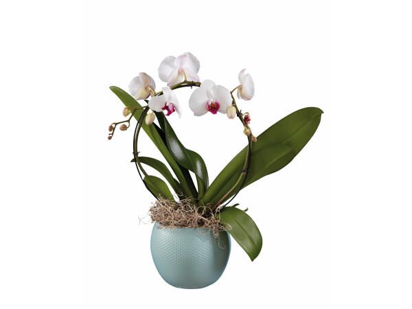 Phalaenopsis-Bogen im Keramiktopf