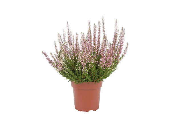 Autumn Heather1