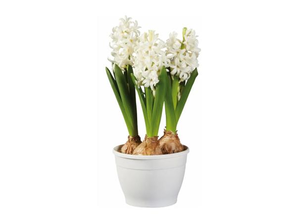 Potted Hyacinth Bulbs