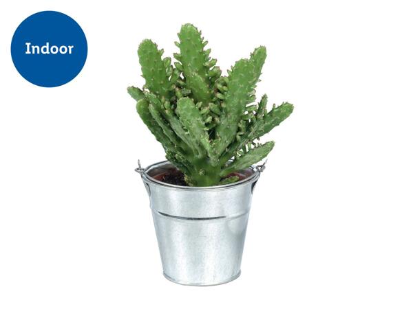 Cacti & Succulents in Zinc Bucket