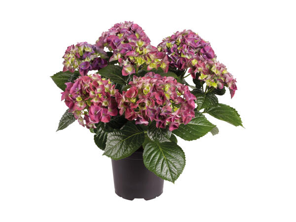 Dansk hortensia