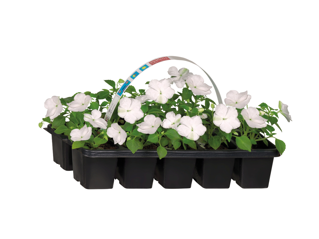Bedding Plants1