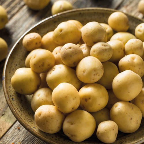 Pommes de terre de consommation "Agata"