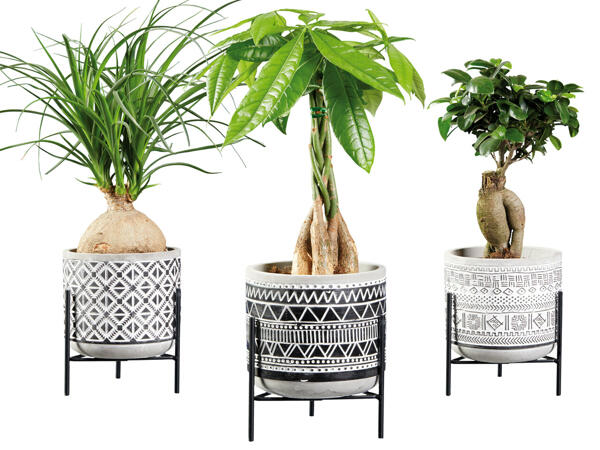 Easy Care Pflanze in Keramik mit Metallgestell
