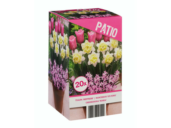 Mélange de bulbes à fleurs pour terrasse