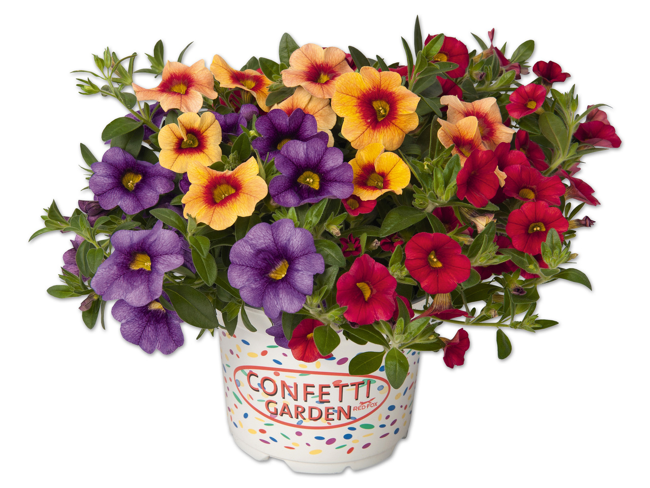 Calibrachoa Trio