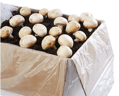 Button Mushroom Growing Kit