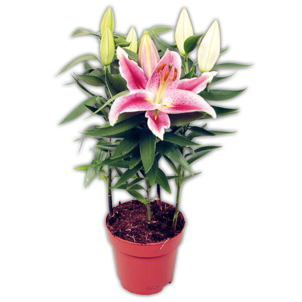 Lilien Starlight Express