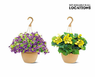 10" Hanging Basket Assorted varieties