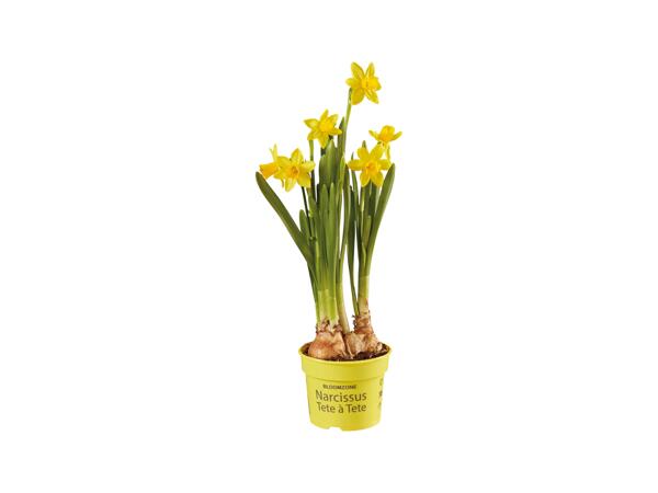 Daffodils