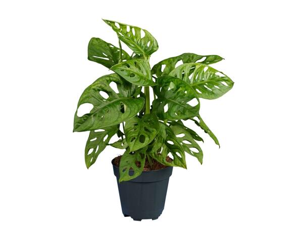 Monstera "Monkey Leaf"