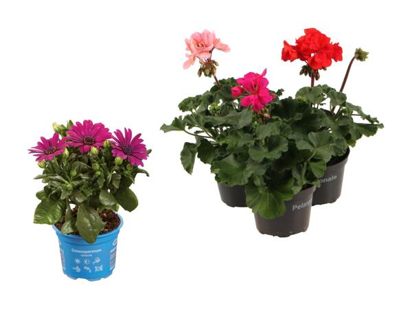 Spansk marguerit eller pelargonie zonale