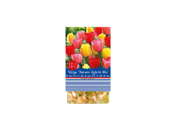 Spring Flowering Bulbs